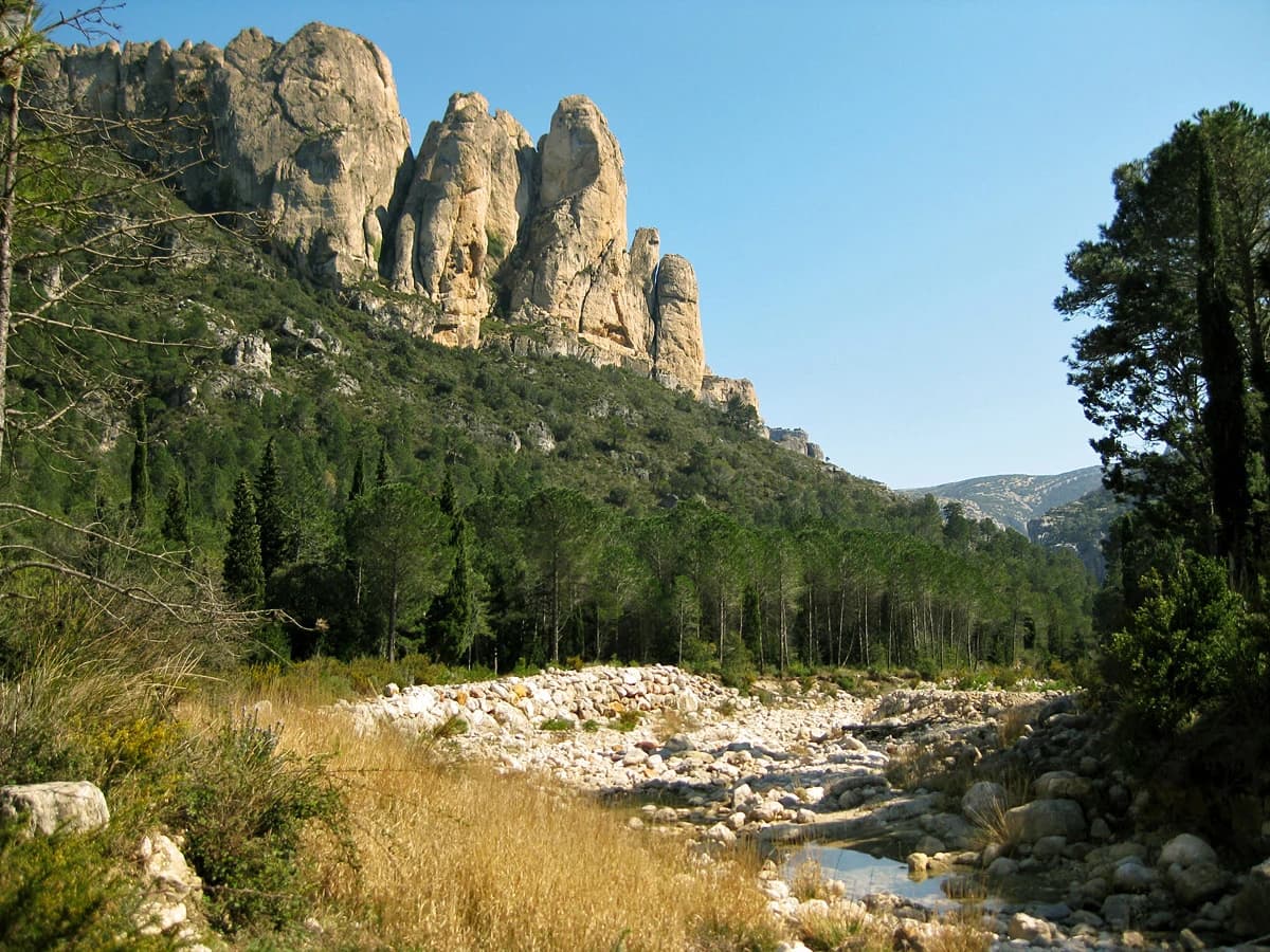 Tosseta Rasa