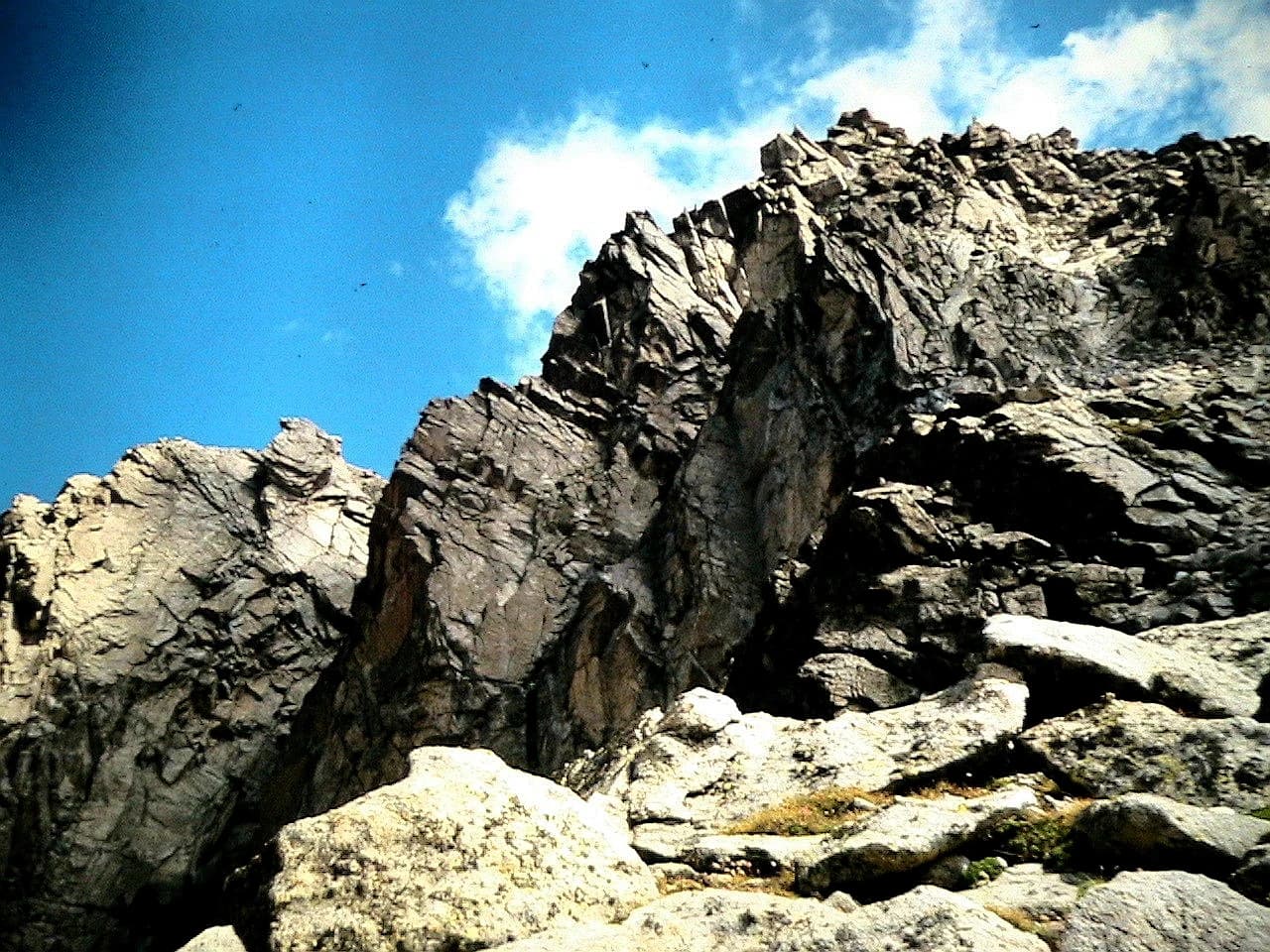 Isidre blanc - Cresta nord del pic de Peguera. Estanys de Cabdella (Pallars Jussà). Any 1984. Foto presa de la projecció d'una diapositiva.