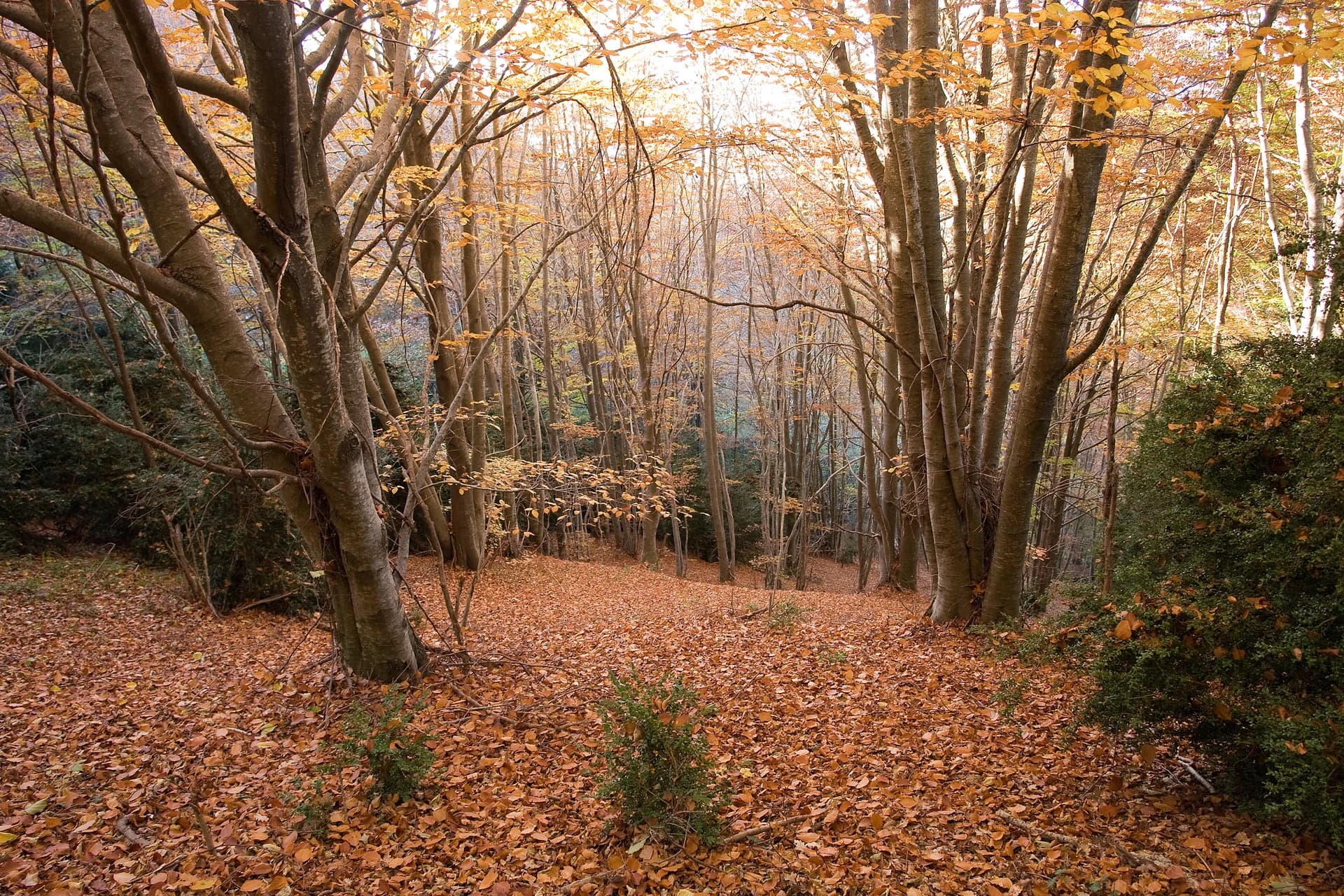 Mikipons - This is a a photo of an emblematic summit in Catalonia, Spain, with id: