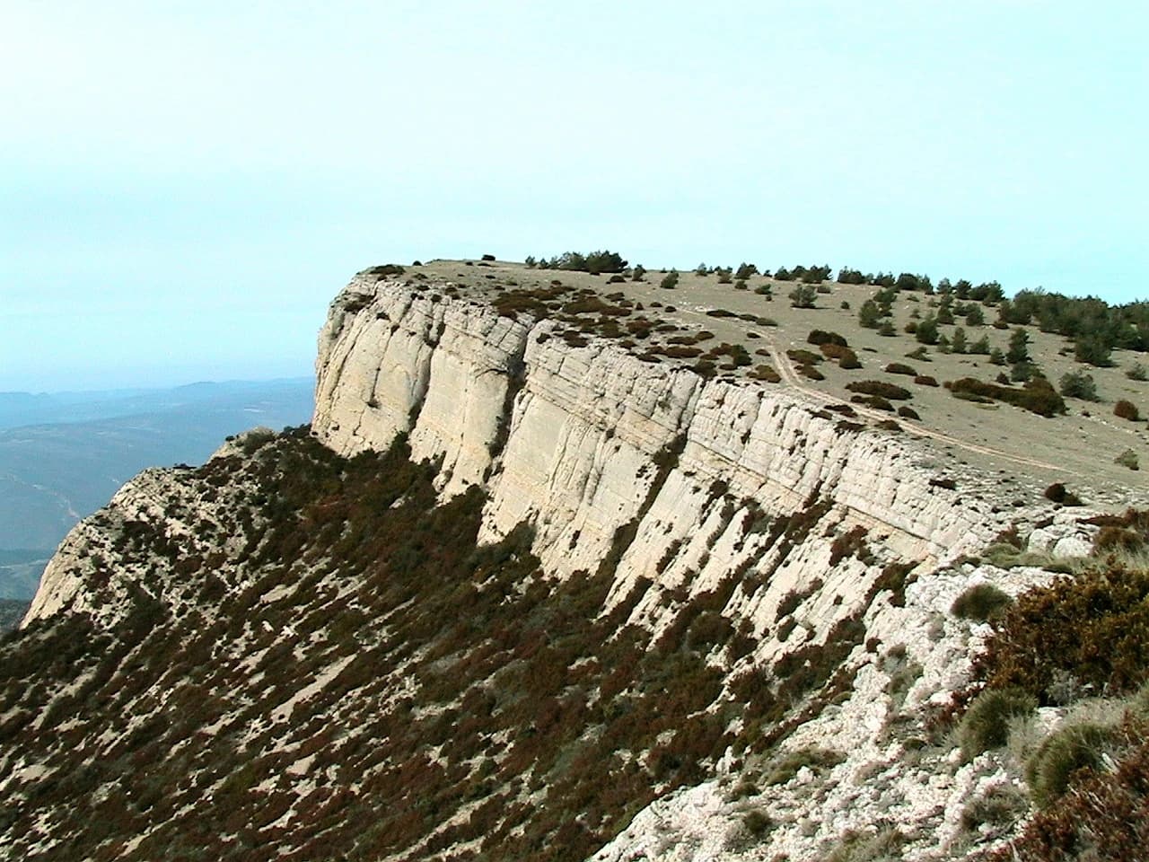 Isidre blanc - Punta del Tossal de les Torretes, al Montsec de Rúbies (Pallars Jussà - Catalunya)